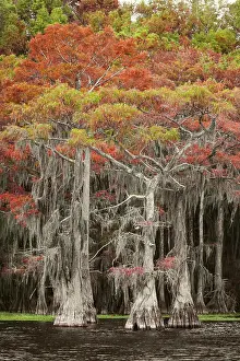 Caddo Lake: Bald cypress trees and autumn colors in southern swamp