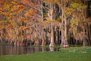 Caddo Lake: Bald cypress trees and autumn colors in southern swamp
