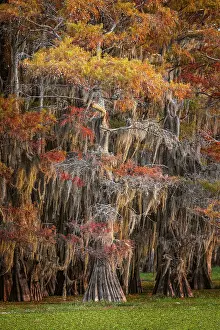 Caddo Lake: Bald cypress trees and autumn colors in southern swamp