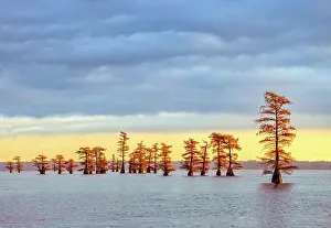 Caddo Lake: Bald cypress trees and autumn colors in southern swamp at