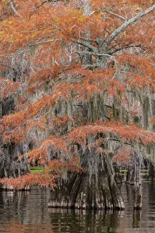 Conifer: Bald cypress trees and autumn colors in southern swamp
