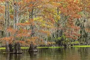 Conifer: Bald cypress trees and autumn colors in southern swamp