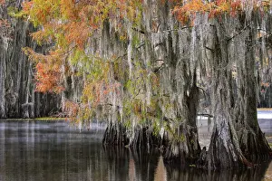 Idyllic: Bald cypress trees and autumn colors in southern swamp