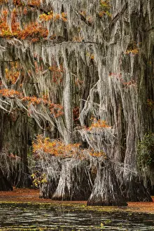 Idyllic: Bald cypress trees and autumn colors in southern swamp