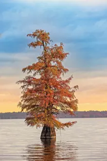 Caddo Lake: Bald cypress trees and autumn colors at sunrise in southern