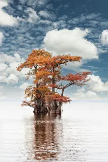 Conifer: Bald cypress trees and autumn colors at sunrise in southern