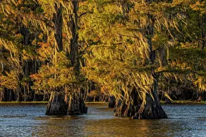 Adam: Bald cypress trees in autumn colors at sunset. Caddo