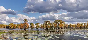 Adam: Bald cypress trees in autumn and lily-ads. Caddo