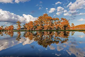 Adam: Bald cypress trees in autumn reflected on lake
