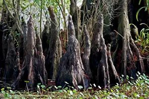 Distichum: Bald Cypress Trees Knees - in Louisiana Swamp
