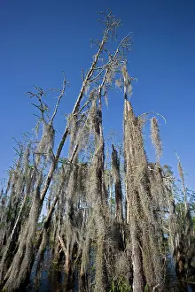 Distichum: Bald Cypress Trees in Louisiana Swamp - Dead with