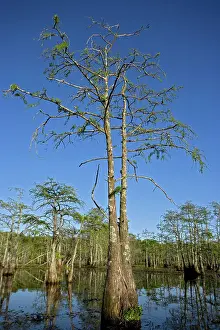 Distichum: Bald Cypress Trees in Louisiana swamp. Showing