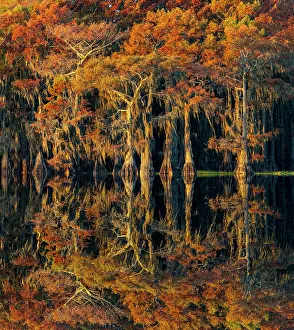 Caddo Lake: Bald cypress trees reflecting autumn colors in southern