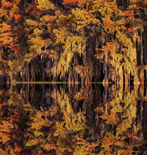 Caddo Lake: Bald cypress trees reflecting autumn colors in southern