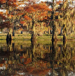Caddo Lake: Bald cypress trees reflecting autumn colors in southern