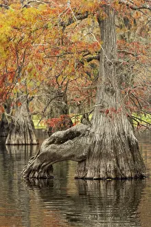 Conifer: Bald cypress trees reflecting autumn colors in southern