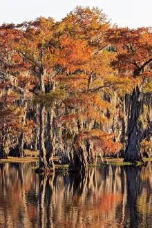 Conifer: Bald cypress trees reflecting autumn colors in southern