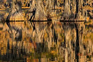 Conifer: Bald cypress trees reflecting autumn colors in southern