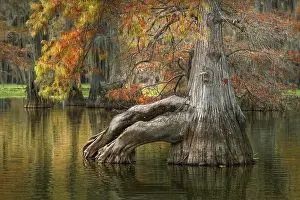 Conifer: Bald cypress trees reflecting autumn colors in southern