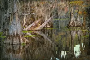 Conifer: Bald cypress trees reflecting autumn colors in southern