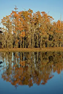 Distichum: Bald Cypress Trees - with reflection in Louisiana