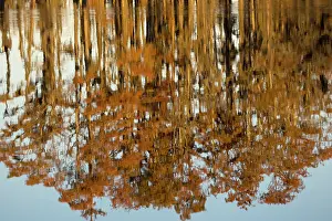 Distichum: Bald Cypress Trees - reflection in Swamp Water, autumn