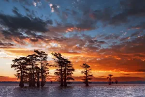 Caddo Lake: Bald cypress trees silhouetted at sunrise in southern swamp