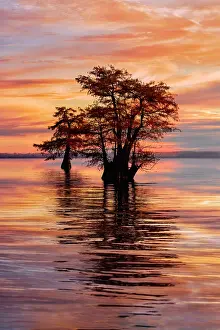 Caddo Lake: Bald cypress trees silhouetted at sunrise in southern swamp