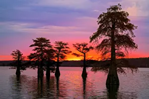 Conifer: Bald cypress trees silhouetted at sunrise in southern swamp