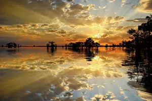 Idyllic: Bald cypress trees silhouetted at sunset, Caddo Lake, Texas