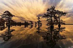 Idyllic: Bald cypress trees silhouetted at sunset, Caddo Lake, Texas