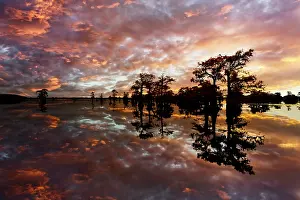 Idyllic: Bald cypress trees silhouetted at sunset, Caddo Lake, Texas