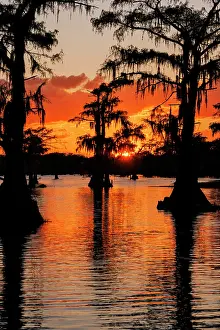 Adam: Bald cypress trees silhouetted at sunset. Caddo