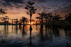 Adam: Bald cypress trees silhouetted at sunset. Caddo