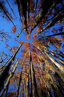 Distichum: Bald Cypress Trees - in swamp, Autumn