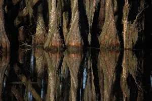 Distichum: Bald Cypress Trees (Taxodium distichum) Showing