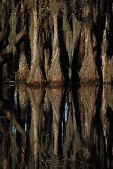 Distichum: Bald Cypress Trees (Taxodium distichum) Showing