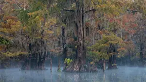 Distichum: Bald cypresses (Taxodium distichum) in autumn with