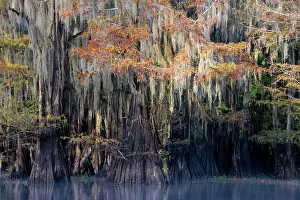 Distichum: Bald cypresses (Taxodium distichum) in autumn with