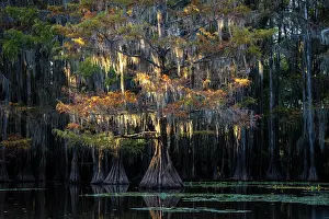 Distichum: Bald cypresses (Taxodium distichum) in autumn with