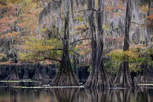 Distichum: Bald cypresses (Taxodium distichum) with Spanish