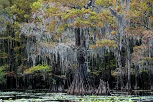 Distichum: Bald cypresses (Taxodium distichum) with Spanish