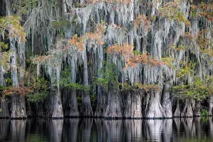 Distichum: Bald cypresses (Taxodium distichum) with Spanish