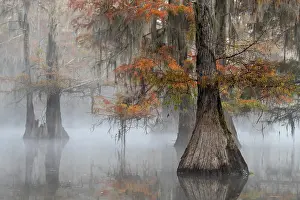 Distichum: Bald cypresses (Taxodium distichum) with Spanish