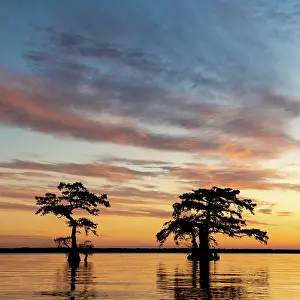 Distichum: Bald cypresses (Taxodium distichum) in water at