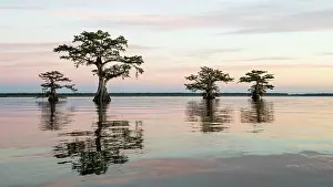 Distichum: Bald cypresses (Taxodium distichum) in water, dusk