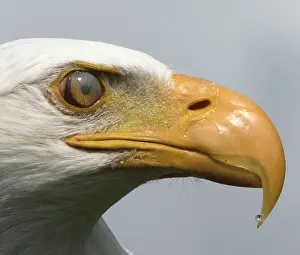 Hooked: Bald Eagle
