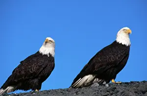 Kachemak: Bald Eagle