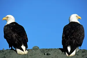 Kachemak: Bald Eagle