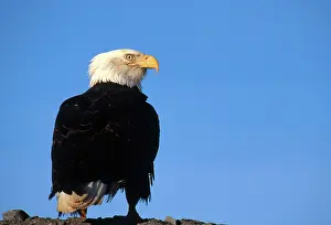 Kachemak: Bald Eagle